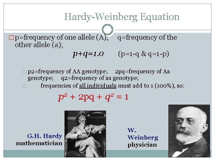 Hardy-Weinberg Equation � p=frequency of one allele (A); other allele (a); p+q=1. 0 q=frequency