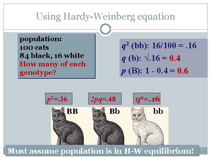 Using Hardy-Weinberg equation population: 100 cats 84 black, 16 white How many of each