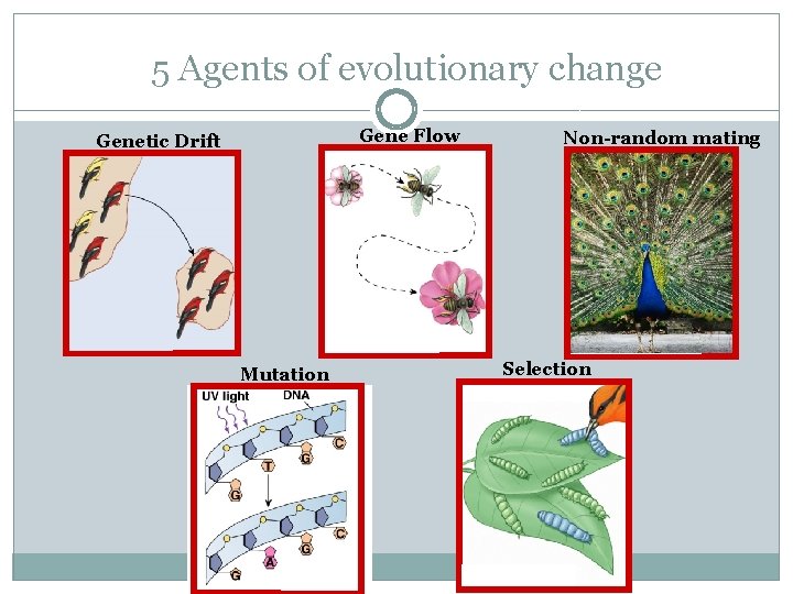 5 Agents of evolutionary change Gene Flow Genetic Drift Mutation Non-random mating Selection 
