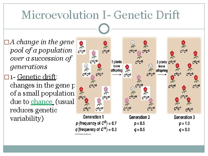 Microevolution I- Genetic Drift � A change in the gene pool of a population