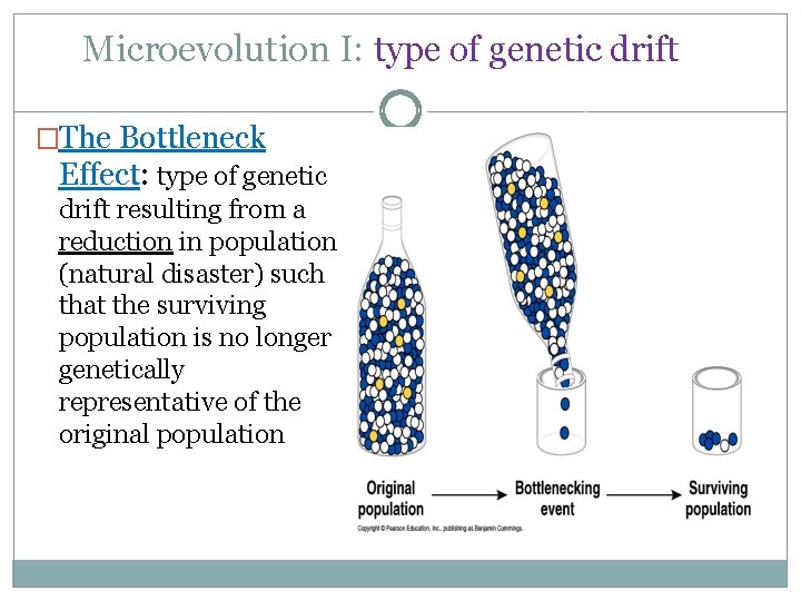 Microevolution I: type of genetic drift �The Bottleneck Effect: type of genetic drift resulting