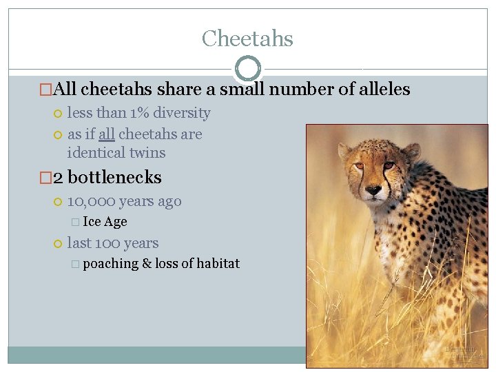 Cheetahs �All cheetahs share a small number of alleles less than 1% diversity as