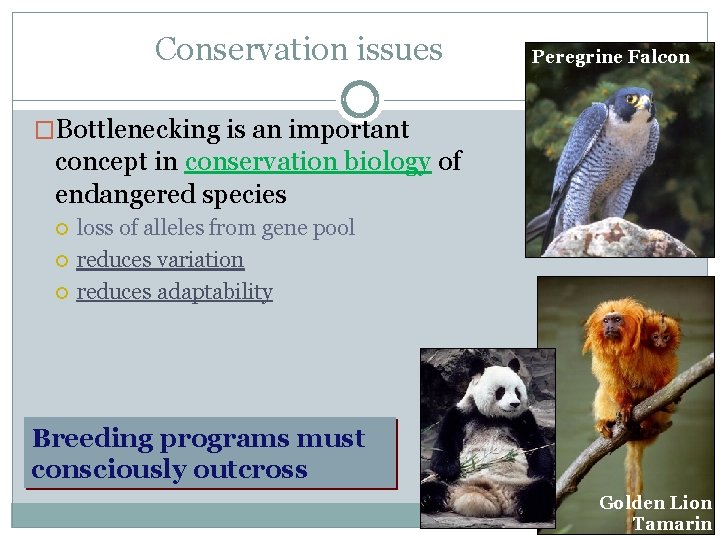 Conservation issues Peregrine Falcon �Bottlenecking is an important concept in conservation biology of endangered