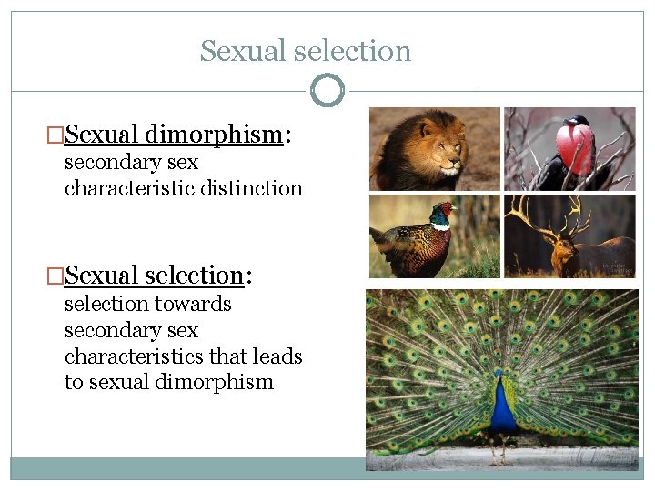 Sexual selection �Sexual dimorphism: secondary sex characteristic distinction �Sexual selection: selection towards secondary sex