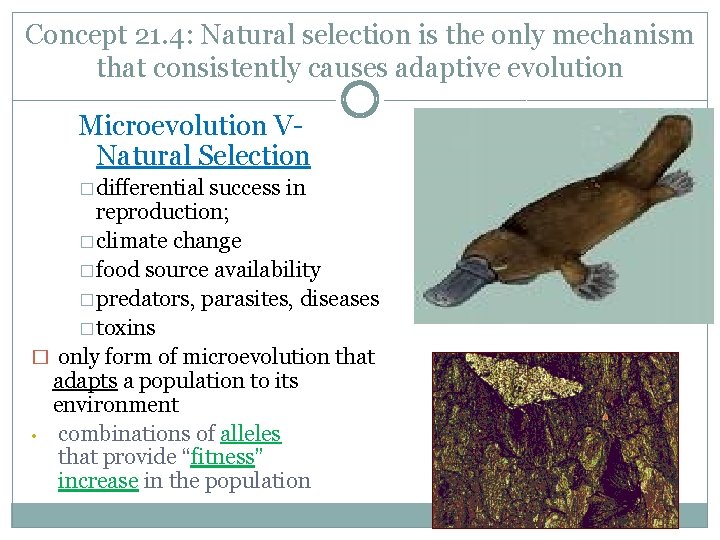 Concept 21. 4: Natural selection is the only mechanism that consistently causes adaptive evolution