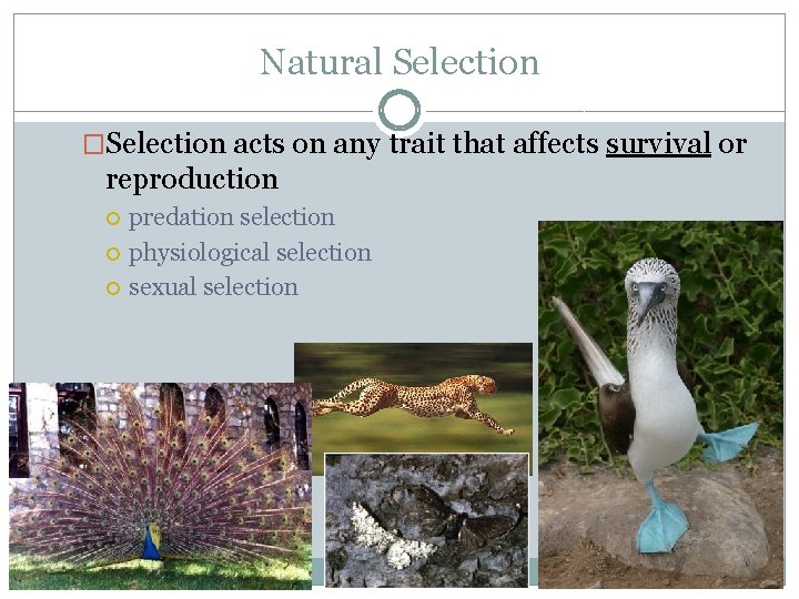 Natural Selection �Selection acts on any trait that affects survival or reproduction predation selection