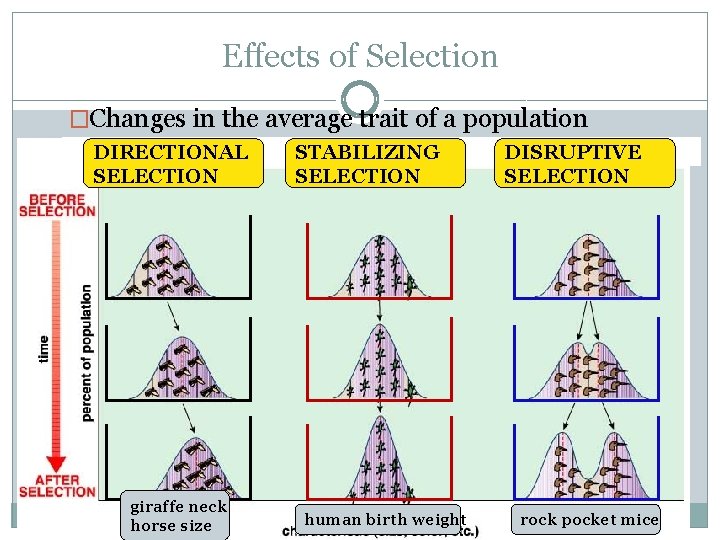 Effects of Selection �Changes in the average trait of a population DIRECTIONAL SELECTION giraffe