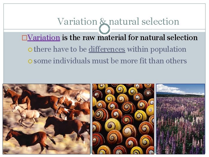 Variation & natural selection �Variation is the raw material for natural selection there have