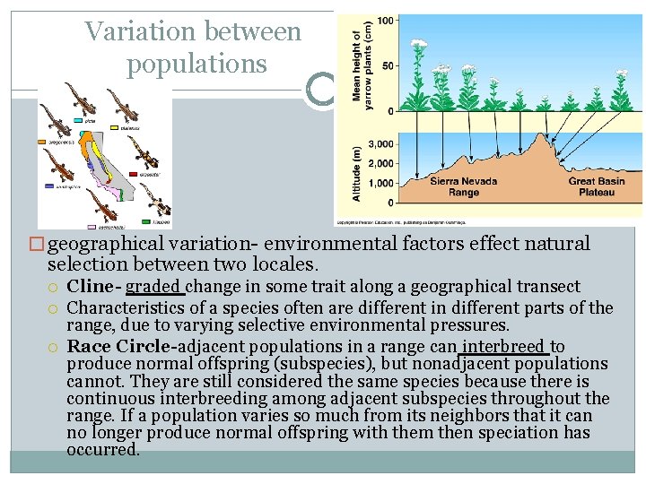 Variation between populations � geographical variation- environmental factors effect natural selection between two locales.