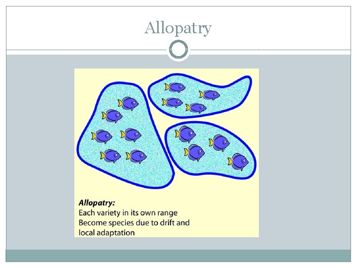 Allopatry 
