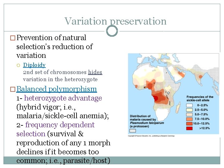 Variation preservation � Prevention of natural selection’s reduction of variation Diploidy 2 nd set