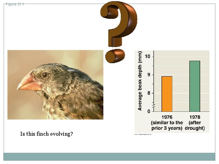 Figure 21. 1 Is this finch evolving? 