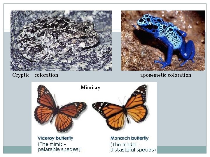 Cryptic coloration aposemetic coloration Mimicry 
