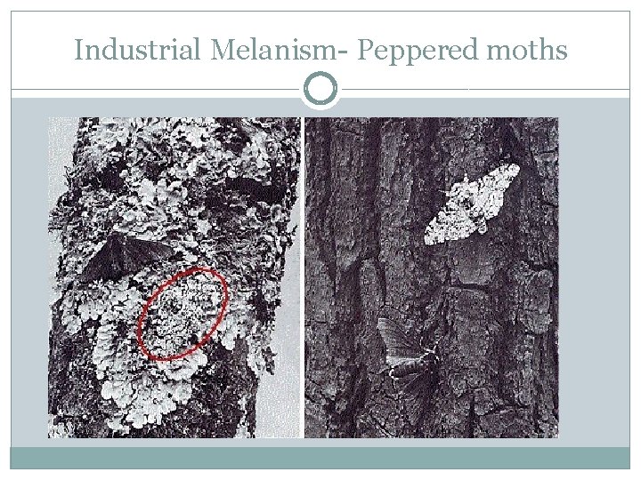 Industrial Melanism- Peppered moths 