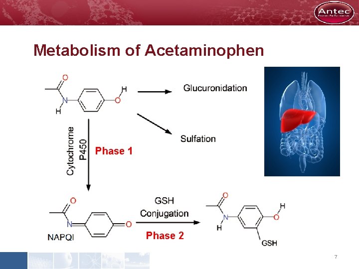 Metabolism of Acetaminophen Phase 1 Phase 2 7 