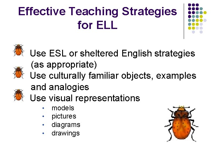 Effective Teaching Strategies for ELL Use ESL or sheltered English strategies (as appropriate) Use