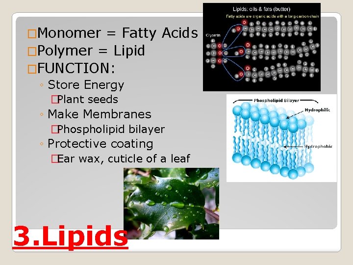 �Monomer = Fatty Acids �Polymer = Lipid �FUNCTION: ◦ Store Energy �Plant seeds ◦