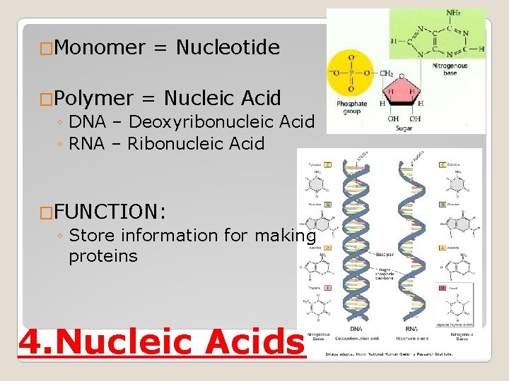 �Monomer = Nucleotide �Polymer = Nucleic Acid ◦ DNA – Deoxyribonucleic Acid ◦ RNA