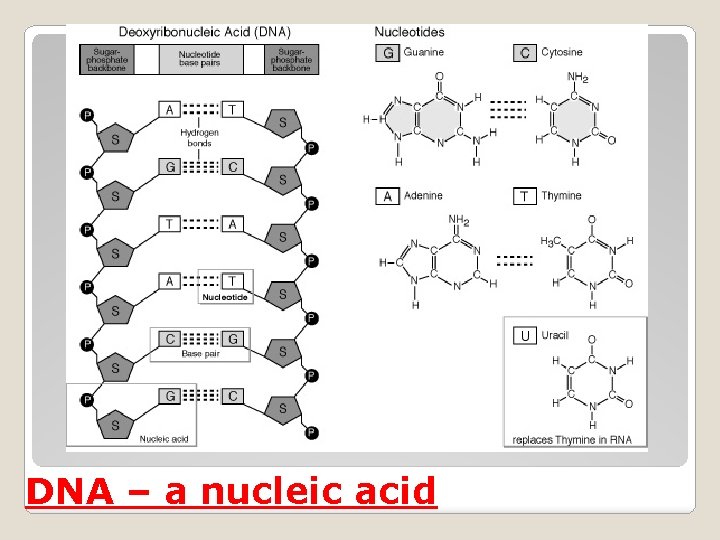 DNA – a nucleic acid 