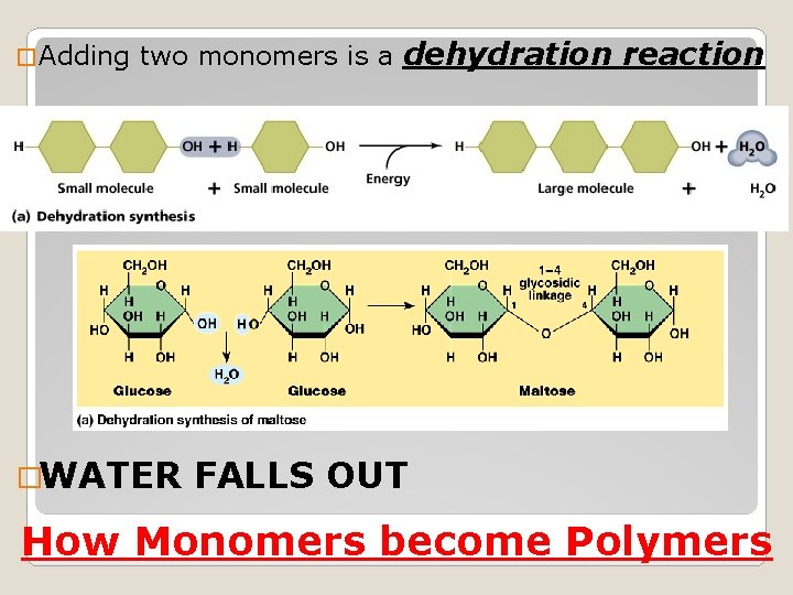 � Adding two monomers is a dehydration reaction �WATER FALLS OUT How Monomers become