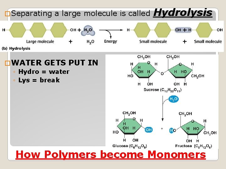 � Separating a large molecule is called � WATER GETS PUT ◦ Hydro =
