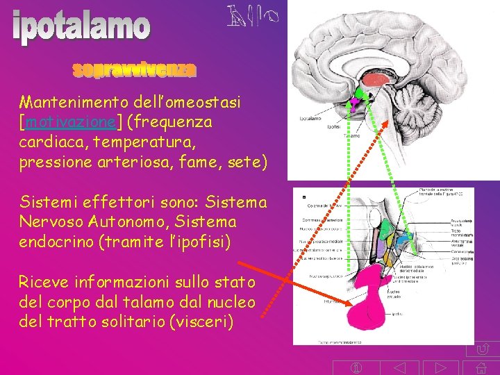 Mantenimento dell’omeostasi [motivazione] (frequenza cardiaca, temperatura, pressione arteriosa, fame, sete) Sistemi effettori sono: Sistema