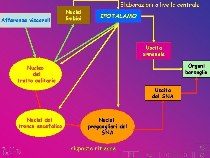 Afferenze viscerali Nuclei limbici Elaborazioni a livello centrale IPOTALAMO Uscita ormonale Organi bersaglio Nucleo Afferenze viscerali Nuclei limbici Elaborazioni a livello centrale IPOTALAMO Uscita ormonale Organi bersaglio Nucleo