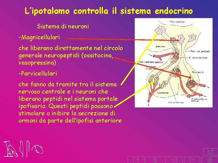 L’ipotalamo controlla il sistema endocrino Sistema di neuroni -Magnicellulari che liberano direttamente nel circolo L’ipotalamo controlla il sistema endocrino Sistema di neuroni -Magnicellulari che liberano direttamente nel circolo