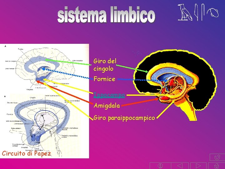 Giro del cingolo Fornice Ippocampo Amigdala Giro paraippocampico Circuito di Papez Giro del cingolo Fornice Ippocampo Amigdala Giro paraippocampico Circuito di Papez