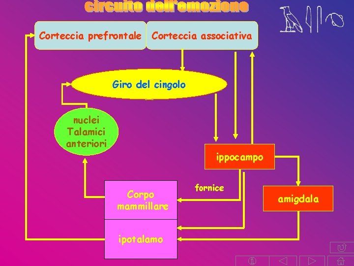 Corteccia prefrontale Corteccia associativa Giro del cingolo nuclei Talamici anteriori ippocampo Corpo mammillare ipotalamo Corteccia prefrontale Corteccia associativa Giro del cingolo nuclei Talamici anteriori ippocampo Corpo mammillare ipotalamo