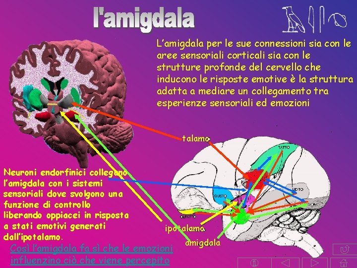 L’amigdala per le sue connessioni sia con le aree sensoriali corticali sia con le L’amigdala per le sue connessioni sia con le aree sensoriali corticali sia con le