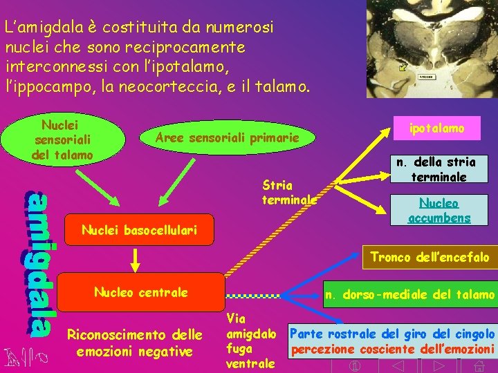 L’amigdala è costituita da numerosi nuclei che sono reciprocamente interconnessi con l’ipotalamo, l’ippocampo, la L’amigdala è costituita da numerosi nuclei che sono reciprocamente interconnessi con l’ipotalamo, l’ippocampo, la