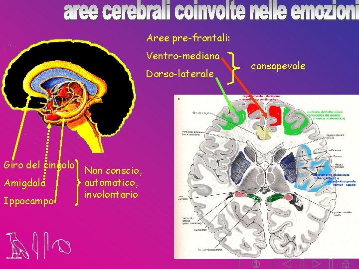 Aree pre-frontali: Ventro-mediana Dorso-laterale Giro del cingolo Amigdala Ippocampo Non conscio, automatico, involontario consapevole Aree pre-frontali: Ventro-mediana Dorso-laterale Giro del cingolo Amigdala Ippocampo Non conscio, automatico, involontario consapevole