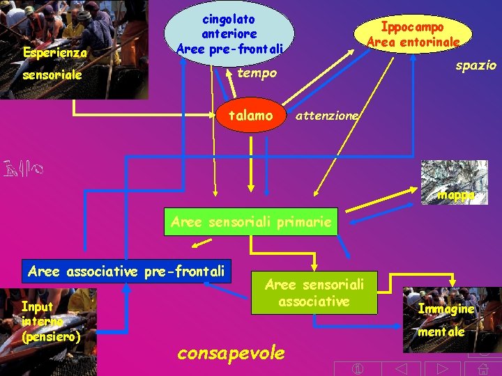 Esperienza cingolato anteriore Aree pre-frontali Ippocampo Area entorinale spazio tempo sensoriale talamo attenzione mappa Esperienza cingolato anteriore Aree pre-frontali Ippocampo Area entorinale spazio tempo sensoriale talamo attenzione mappa