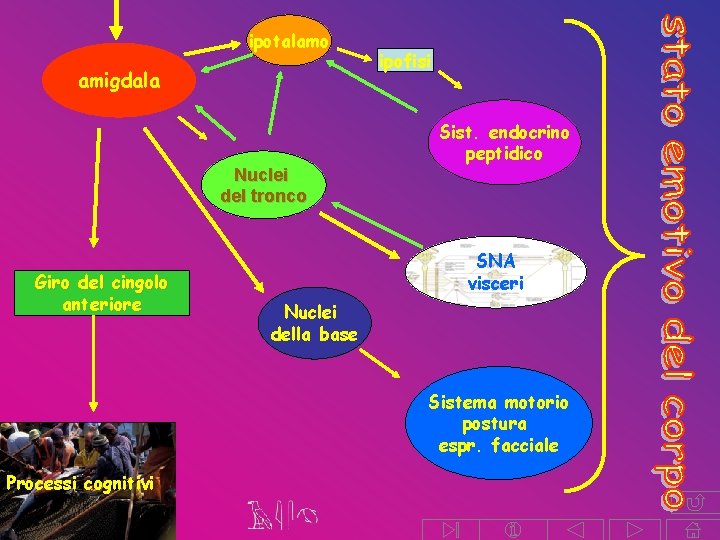 ipotalamo amigdala Nuclei del tronco Giro del cingolo anteriore ipofisi Sist. endocrino peptidico SNA ipotalamo amigdala Nuclei del tronco Giro del cingolo anteriore ipofisi Sist. endocrino peptidico SNA