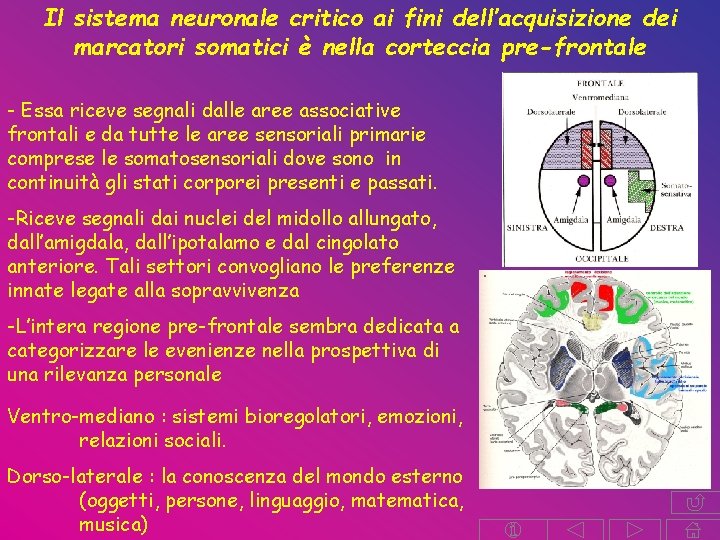 Il sistema neuronale critico ai fini dell’acquisizione dei marcatori somatici è nella corteccia pre-frontale Il sistema neuronale critico ai fini dell’acquisizione dei marcatori somatici è nella corteccia pre-frontale