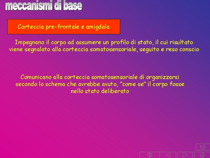 Corteccia pre-frontale e amigdala Impegnano il corpo ad assumere un profilo di stato, il Corteccia pre-frontale e amigdala Impegnano il corpo ad assumere un profilo di stato, il