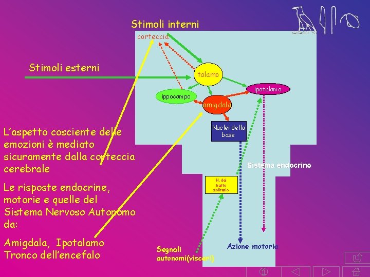 Stimoli interni corteccia Stimoli esterni talamo ippocampo L’aspetto cosciente delle emozioni è mediato sicuramente Stimoli interni corteccia Stimoli esterni talamo ippocampo L’aspetto cosciente delle emozioni è mediato sicuramente