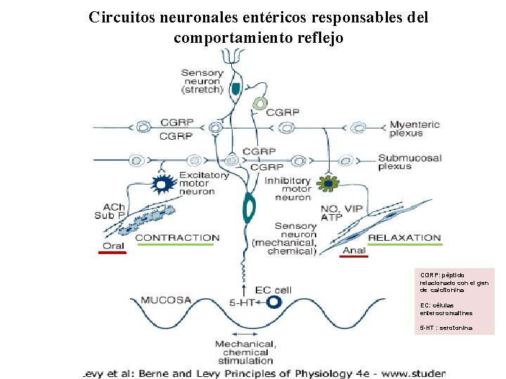 Circuitos neuronales entéricos responsables del comportamiento reflejo CGRP: péptido relacionado con el gen de