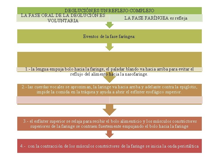 DEGLUCIÓN ES UN REFLEJO COMPLEJO LA FASE ORAL DE LA DEGLUCIÓN ES LA FASE