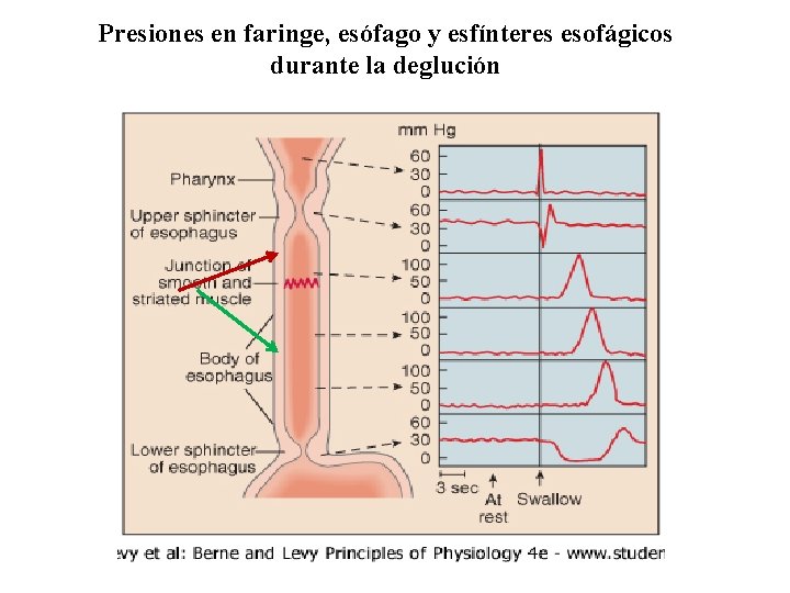 Presiones en faringe, esófago y esfínteres esofágicos durante la deglución 