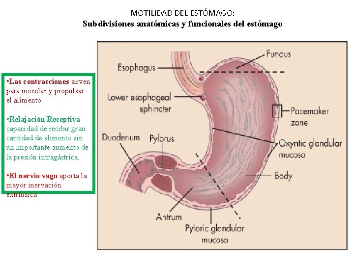 MOTILIDAD DEL ESTÓMAGO: Subdivisiones anatómicas y funcionales del estómago • Las contracciones sirven para