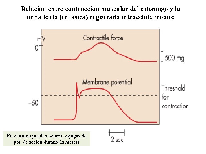 Relación entre contracción muscular del estómago y la onda lenta (trifásica) registrada intracelularmente En