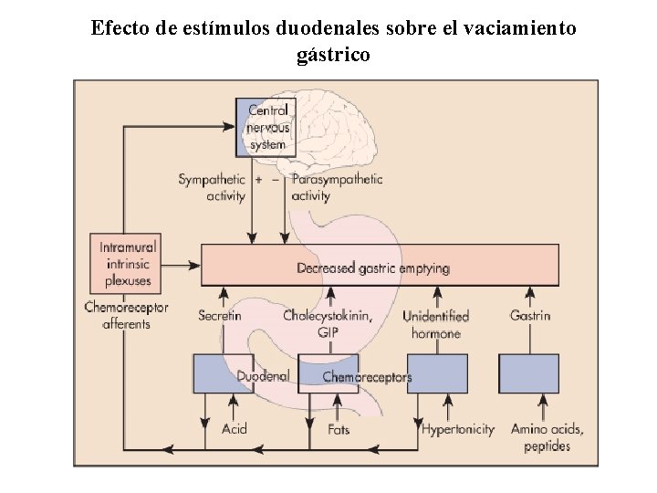Efecto de estímulos duodenales sobre el vaciamiento gástrico 
