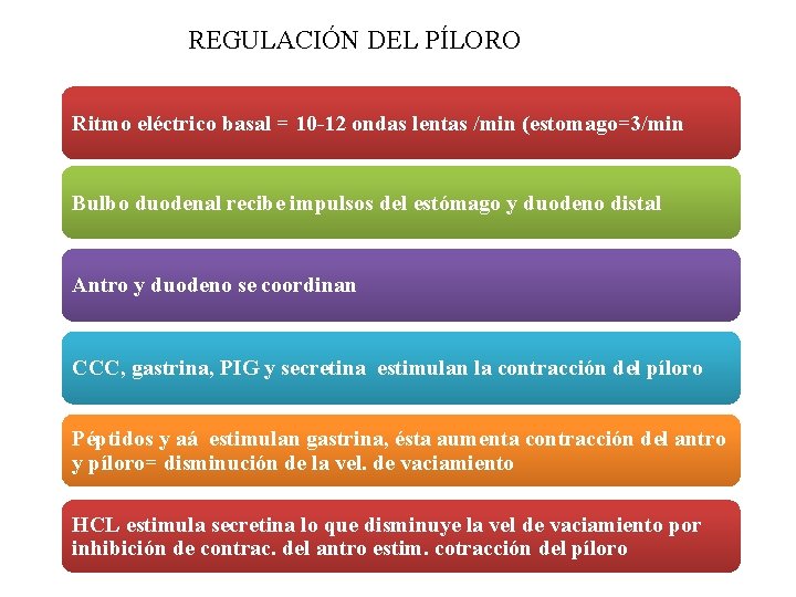 REGULACIÓN DEL PÍLORO Ritmo eléctrico basal = 10 -12 ondas lentas /min (estomago=3/min Bulbo