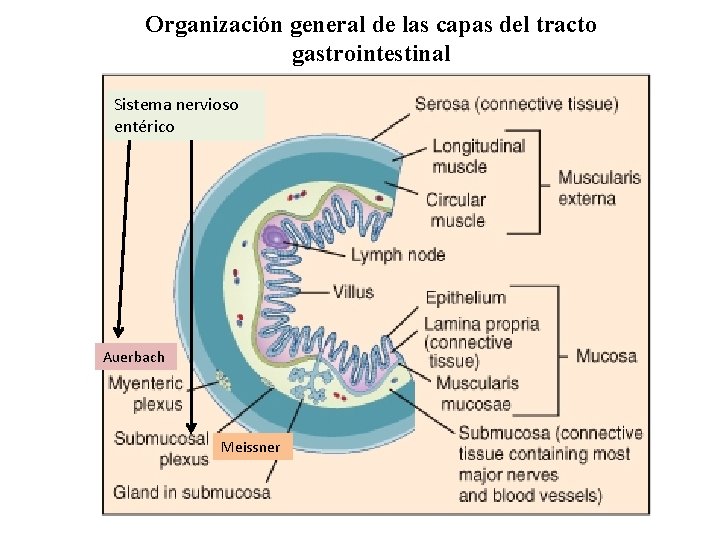 Organización general de las capas del tracto gastrointestinal Sistema nervioso entérico Auerbach Meissner 