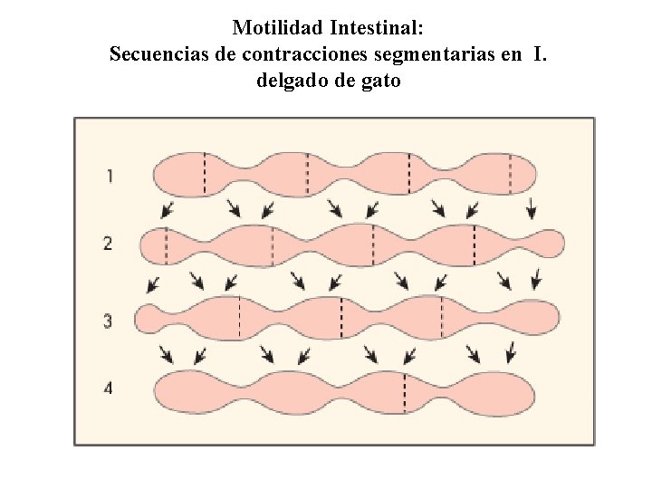 Motilidad Intestinal: Secuencias de contracciones segmentarias en I. delgado de gato 