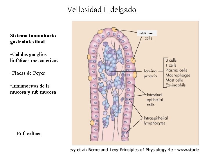 Vellosidad I. delgado Sistema inmunitario gastrointestinal • Células ganglios linfáticos mesentéricos • Placas de