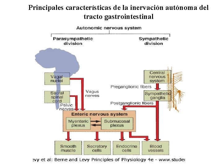 Principales características de la inervación autónoma del tracto gastrointestinal 