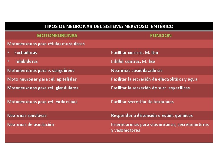 TIPOS DE NEURONAS DEL SISTEMA NERVIOSO ENTÉRICO MOTONEURONAS FUNCION Motoneuronas para células musculares •